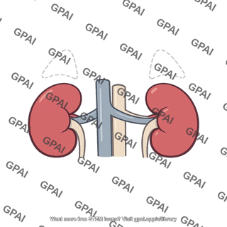 Adrenal gland agenesis
