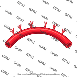 Arcuate artery