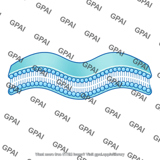 Intracellular membrane