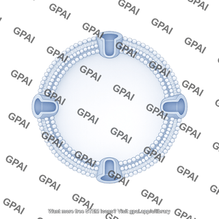 Nuclear membrane bilayer porous filled medium