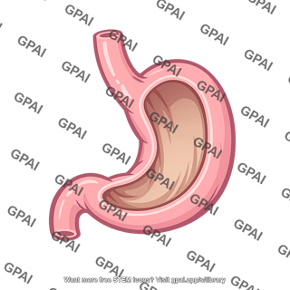 Stomach empty