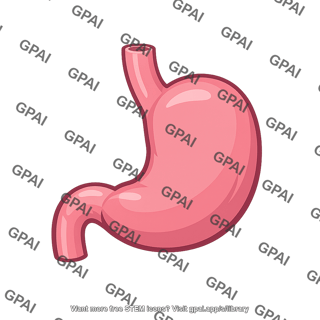Human stomach