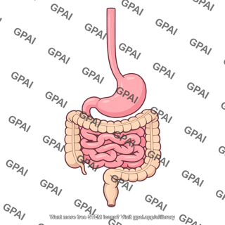 Gastrointestinal tract