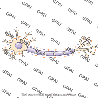 Polarized neuron