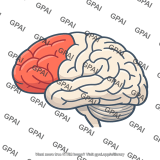 Human brain frontal lobe highlighted