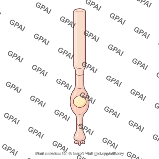Rod photoreceptor