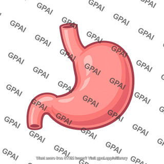 Human stomach