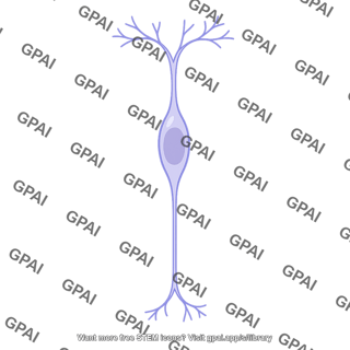 Bipolar cell
