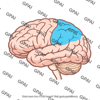 Brain parietal lobe highlighted