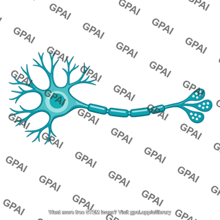 Neuron serotonin
