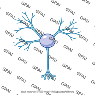 Interneuron type 1