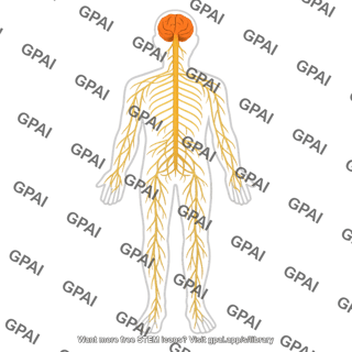 Human nervous system