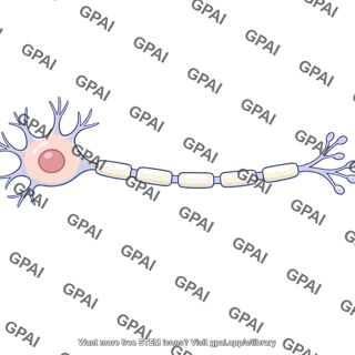 Myelinated neuron