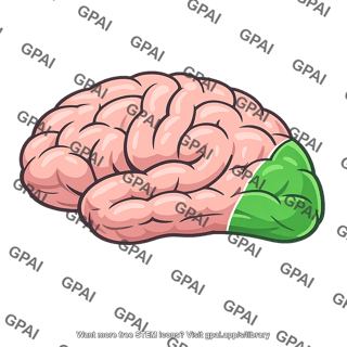 Occipital lobe