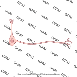 Olfactory neuron