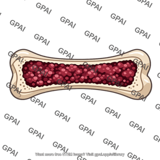 Bone marrow