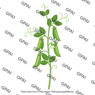Pea plant