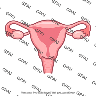 Womb