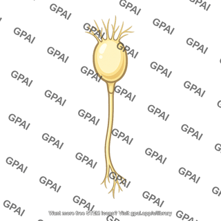 Sensory receptor nerve ending