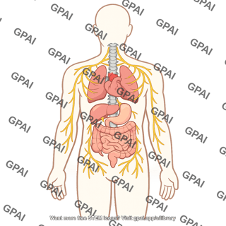 Autonomic nervous system body outline