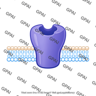 Receptor molecule unbound
