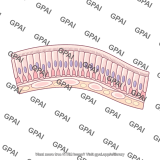 Olfactory epithelium