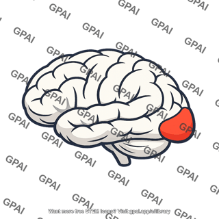 Visual cortex highlighted occipital region