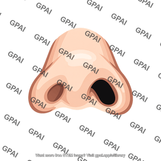 Human nose