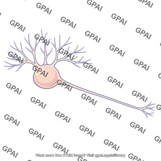 Ganglion cell