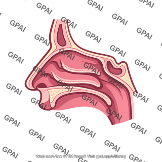 Nasal cavity