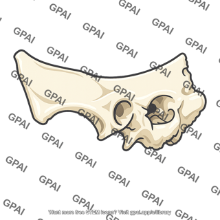 Temporal bone