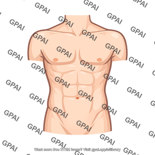 Human torso