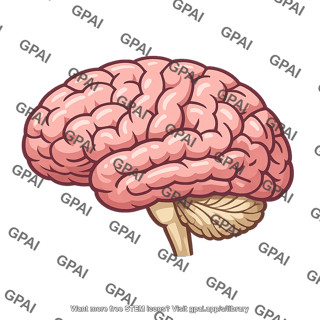 Brain human