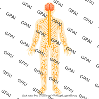 Human nervous system