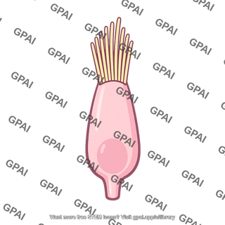 Sensory hair cell