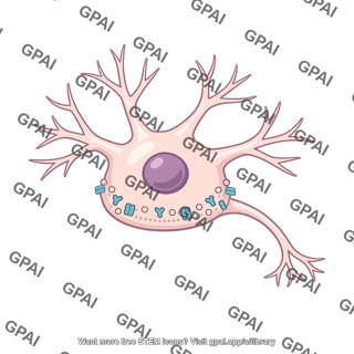 Postsynaptic neuron
