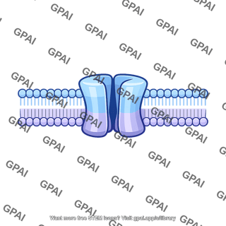 Neuron cell membrane ion channel