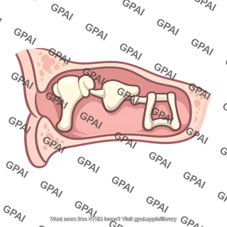 Middle ear