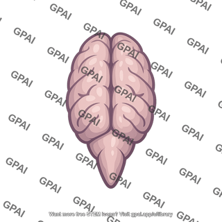Rat brain