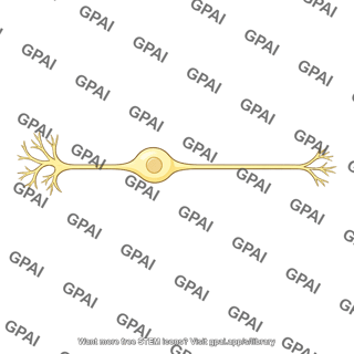 Sensory neuron