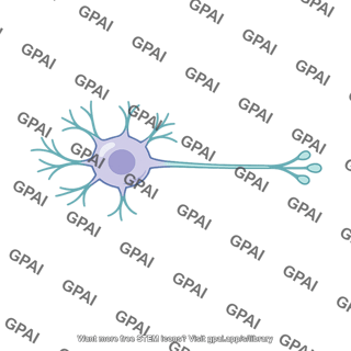 Spinal cord interneuron