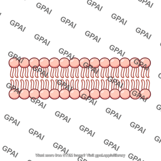 Lipid bilayer