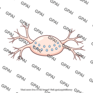 Neuron postsynaptic