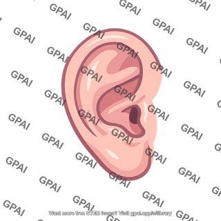 Outer ear