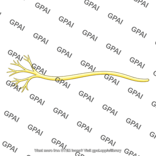 Branching nerve