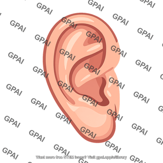 External ear
