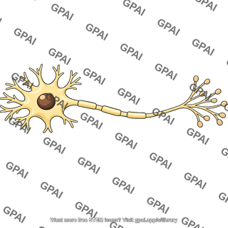 Motor neuron