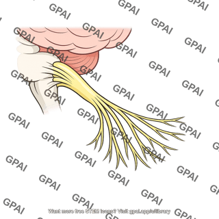 Cranial nerve