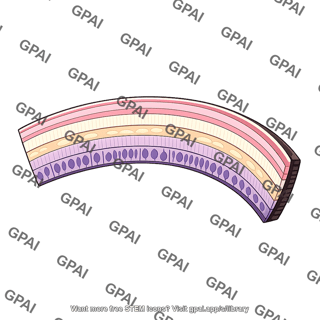 Retina cross section