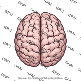 Brain dorsal